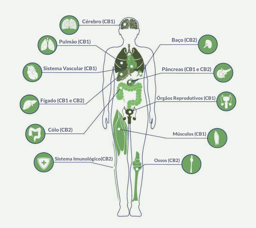 sistema-endocanabinoide-dr-alexandre-alves